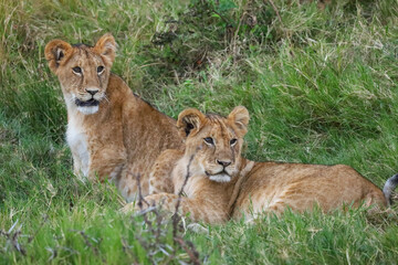 Two female lions watching their cubs © David