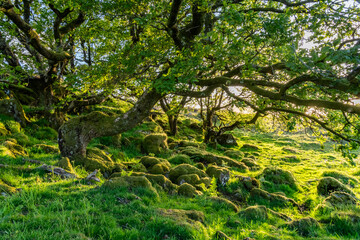 Fototapeta premium Views around Coed ty canol - national nature reserve and ancient woodland
