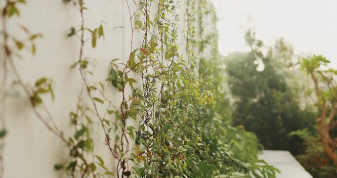 Backyard, plants and vines on wall for growth, sustainable landscaping and empty garden at house. Outdoor, ivy and creeper greenery with sunshine for photosynthesis, yard aesthetic and natural decor