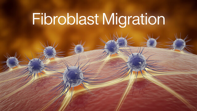 Fibroblast migration process cells moving on surface tissue repair growth factor  cellular movement wound healing skin regeneration