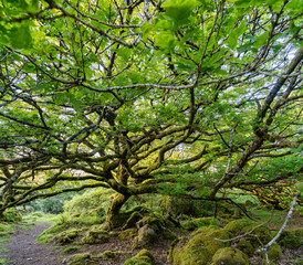Fototapeta premium Views around Coed ty canol - national nature reserve and ancient woodland