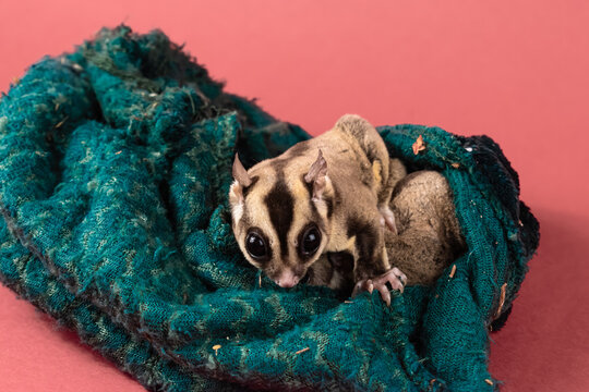 Pet sugar gliders