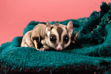 Obraz premium Pet sugar gliders