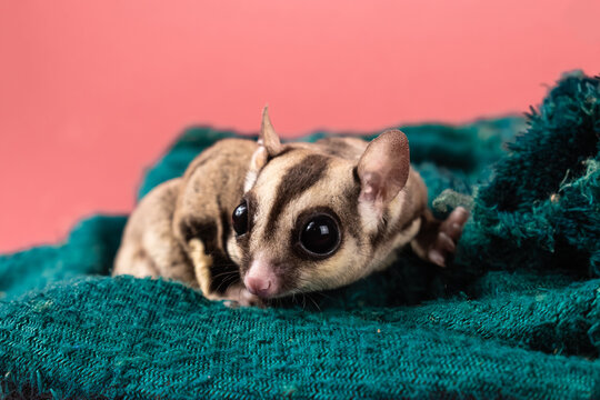 Pet sugar gliders