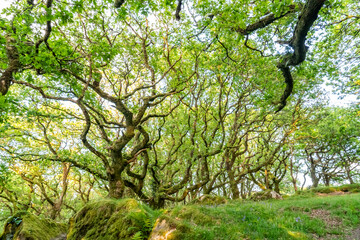 Fototapeta premium Views around Coed ty canol - national nature reserve and ancient woodland