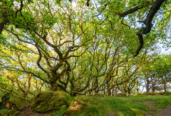Fototapeta premium Views around Coed ty canol - national nature reserve and ancient woodland