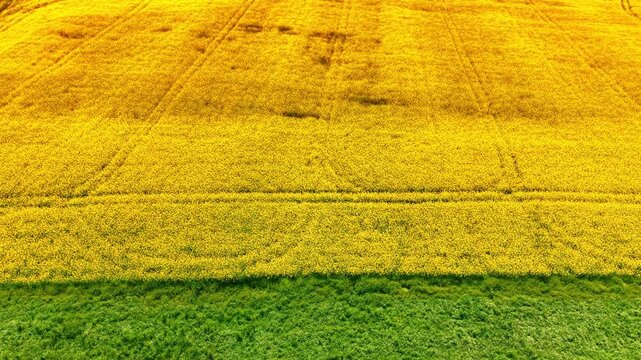 Aerial top view of yellow rapeseed and green fields. High angle drone shot showing a sharp boundary between a yellow blooming canola field and green grass.