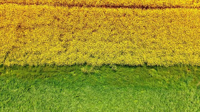 Aerial view dividing yellow rapeseed field and green meadow. High angle split view of a blooming yellow canola field next to a green agricultural meadow.