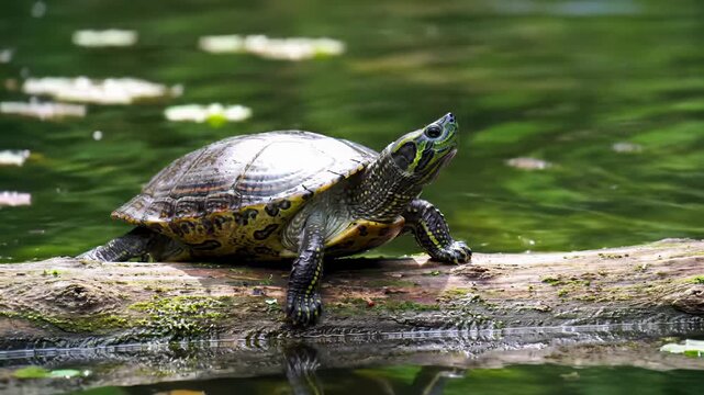 a european pond turtle with a dark, yellow-spotted shell rests on a mossy log in a calm, clear pond with algae. soft sunlight, serene wildlife concept