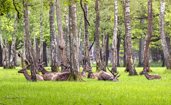 harde de chevreuils en sous bois