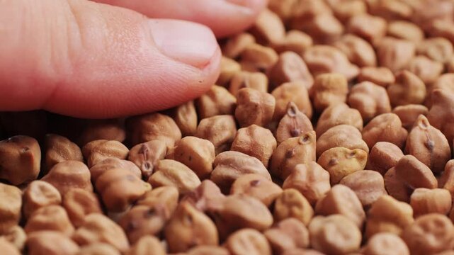 Chickpeas macro close up, background of uncooked dried chickpeas