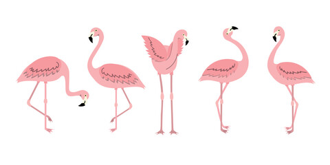 Obraz premium Pink flamingo set. Various tropical bird vector illustration