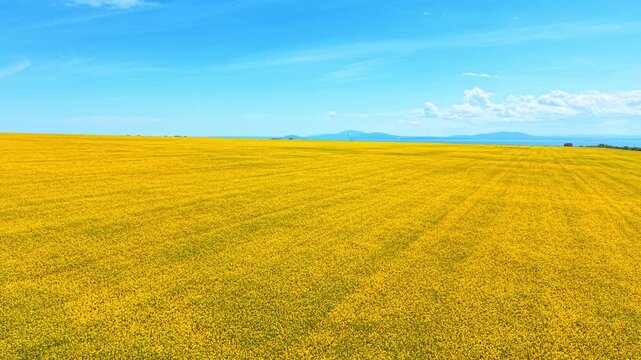 Wide angle perspective of yellow blooming rapeseed field horizon. Expansive yellow canola crop field under a bright blue sky with faint clouds and a distant water horizon.