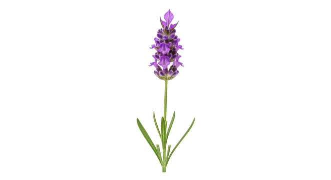Single lavender flower isolated on transparent background