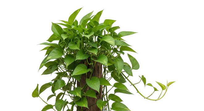 Green pothos plant climbing a wooden post isolated on transparent background