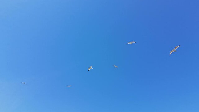 Seagulls are soaring in a clear blue sky above the sea during the daytime. The scene captures the freedom of birds and the vastness of the open sky.