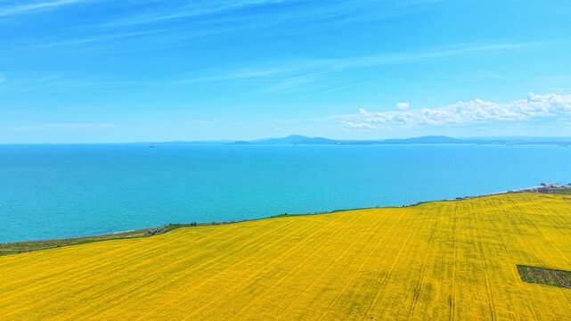 Drone view of vibrant yellow canola field on sea coast. Aerial perspective of a blooming yellow rapeseed field adjacent to turquoise ocean under clear blue sky.