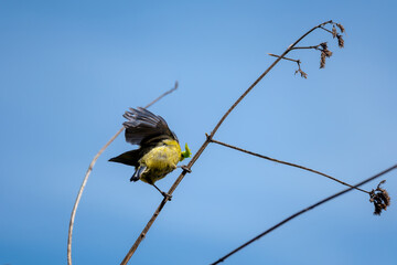 Blue tit holding a caterpillar in its beak and standing on a thin branch against a blue sky. The small, common bird carries food to its nest to feed its chicks. British wildlife in spring. © Elenitsa