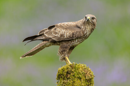 Buzzard, Scientific name: Buteo buteo, Close up of a common buzzard, perched on a moss covered stump and looking to front. Natural blurred background. Horizontal.  Copy space.