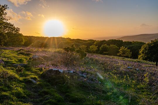 Views around Coed ty canol - national nature reserve and ancient woodland