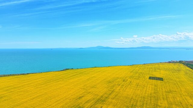 Aerial view of blooming rapeseed field next to sea coast. High angle drone shot of yellow canola field on sea coast under blue sky with a small square plot.