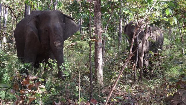 Female Asian elephants walking in freedom at Elephants Sanctuary Yok Don National Park, Dak Lak, Vietnam
