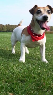 Smiling active dog playing outside. excitedly waiting for a toy to fetch. lies on the green grass with red scarf collar accessory looking at camera. Vertical video footage. summer time joy with pet