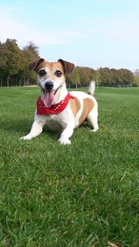 dog dancing funny, impatiently and excitedly waiting for a toy to fetch. happy playing active smiling dog with red scarf. vertical video footage. weekend summer time with pet outdoors