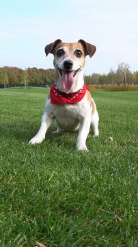dog dancing funny, impatiently and excitedly waiting for a toy to fetch, brings it and throws it in front of the camera. Smart playing active smiling dog with red scarf. vertical video footage