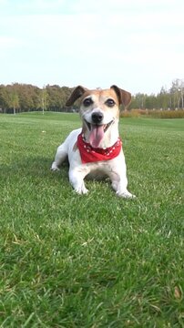 Active smiling happy dog with red scarf ​​runs into the frame, lies down on grass, waits excitedly, and then jumps to catch the ball toy. playing at the nature outside with cute Jack Russell terrier