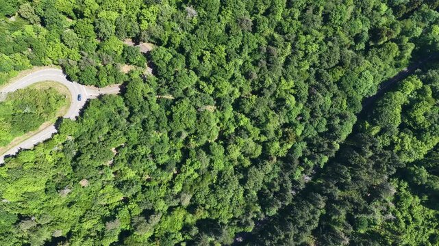 Aerial view of a winding road with a hairpin turn through a dense green forest in Selestat, Grand Est, France.