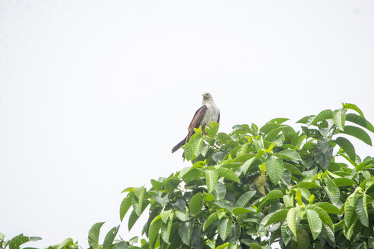 Brahminy kite perched on lush green tree branches during daylight with white sky background