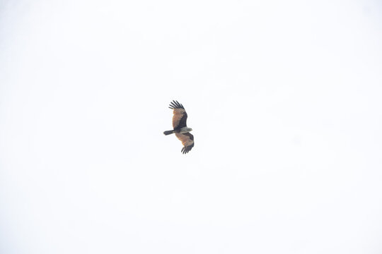 Brahminy kite soaring against a bright overcast sky with wings spread wide