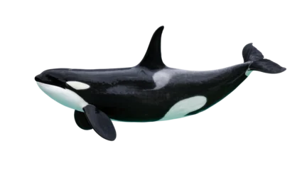Fotobehang Dolfijn Black and white orca whale with distinctive markings, isolated on transparent background  © Nolan