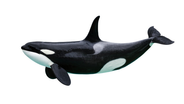 Black and white orca whale with distinctive markings, isolated on transparent background