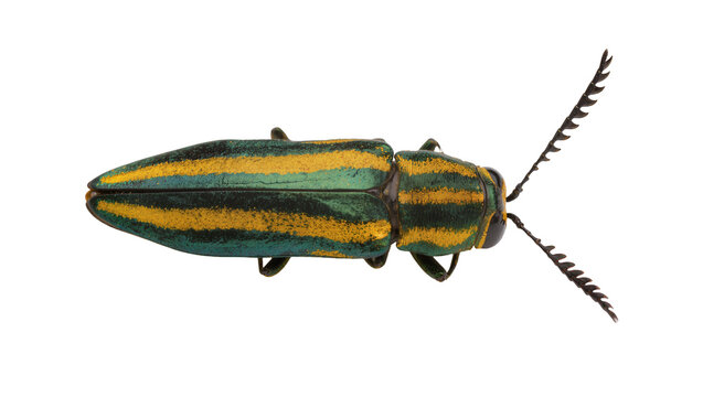 Jewel beetle with metallic green and yellow stripes, isolated on transparent background