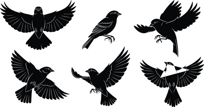 Black sparrow bird silhouettes set, flying and perching songbird poses, wildlife vector collection for nature design, isolated on white background. (20 words)