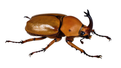 Brown rhinoceros beetle with black horn, isolated on transparent background © Nolan