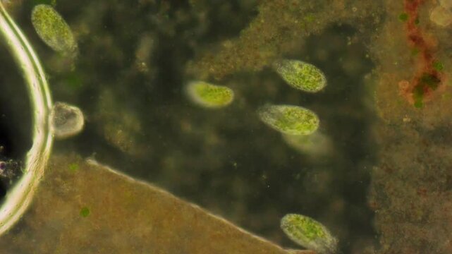 Paramecium caudatum moves quickly in groups within a small area of ​​an aquatic environment, actively searching for food.