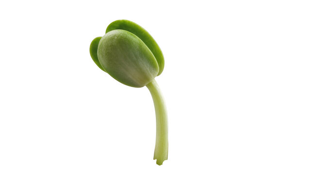 Green seedling sprout with two cotyledon leaves, isolated on transparent background