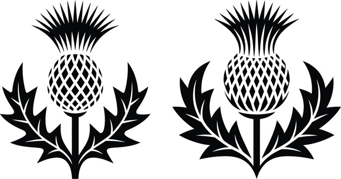 Two thistle flowers silhouette vector illustration national flower silhouette illustration isolated scottish national heraldry blooming