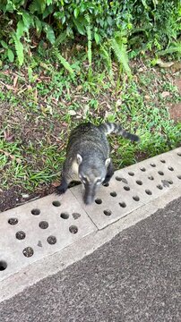 South American coati walking along the roadside in a lush tropical forest environment, exploring the ground near a concrete drainage system in search of food
