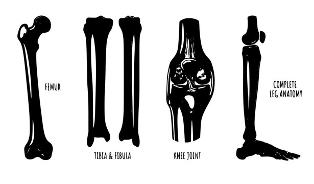 Human leg bones collection vector illustration skeletal anatomy set isolated on white background