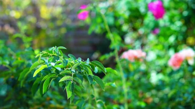 Horizontal video clip from side view with branch of rose or wild rose with green juicy leaves and thorns against blurred background with rose bushes with pink, apricot-colored flowers, bokeh effect