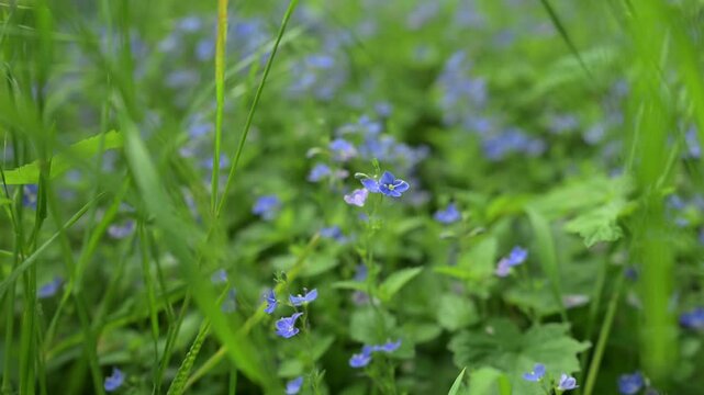Lush green vegetation decorated with small blue forget-me-not style blossoms, perfect for mother's day cards, eco-branding, and web banners
