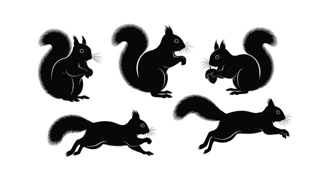 Five black squirrel silhouettes are shown in different poses a vector illustration against a white background.