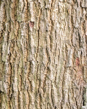 Natural Sterculia dawei Bark Texture Background