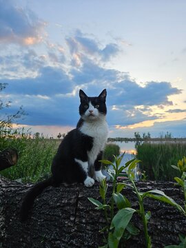 A cat in an evening scenery by the lake