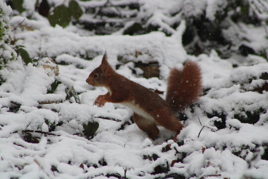 Ecureuil bondissant sous la neige