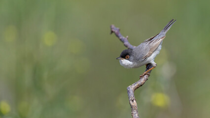 Menetries`s Warbler perched on a branch. © Mehmet